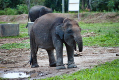 Elephas maximus sumatranus