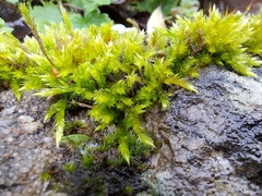 Brachythecium albicans