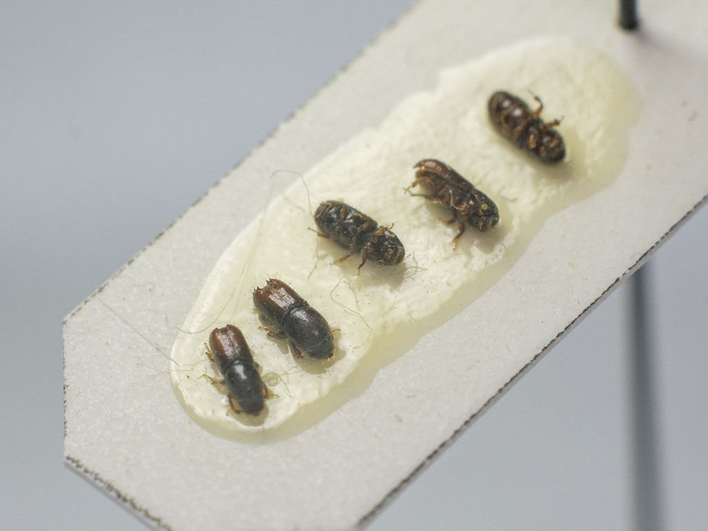 Ips acuminatus