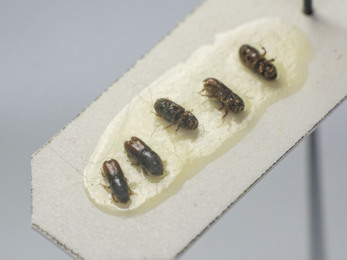 Ips acuminatus