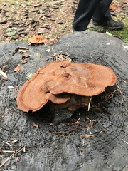 Phaeolus