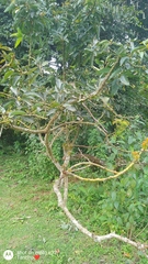 Ehretia acuminata
