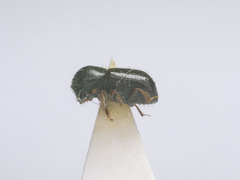 Trypodendron signatum