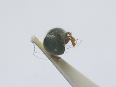 Trypodendron signatum