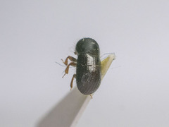 Trypodendron signatum