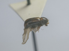 Trypodendron lineatum