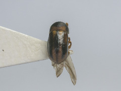 Trypodendron lineatum