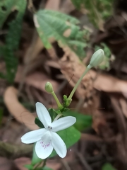 Pseuderanthemum