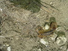 Uroplectes triangulifer