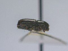 Ips duplicatus