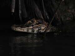 Melanosuchus niger