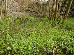 Equisetum fluviatile