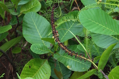 Nepenthes gracilis