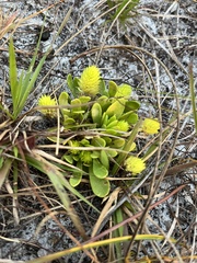 Polygala nana