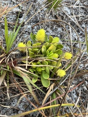 Polygala nana