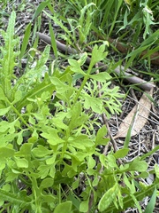 Papaver californicum
