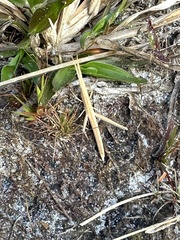 Achurum carinatum