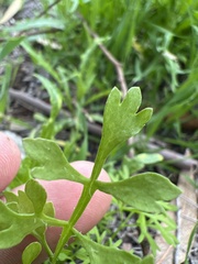 Papaver californicum