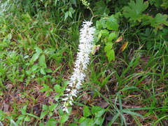 Actaea simplex