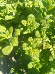 Mentha