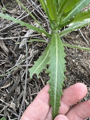 Caulanthus heterophyllus