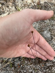 Xyris brevifolia