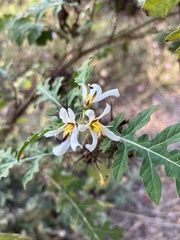Solanum grayi