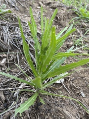 Caulanthus heterophyllus