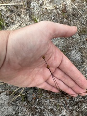 Xyris brevifolia
