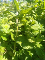 Mentha