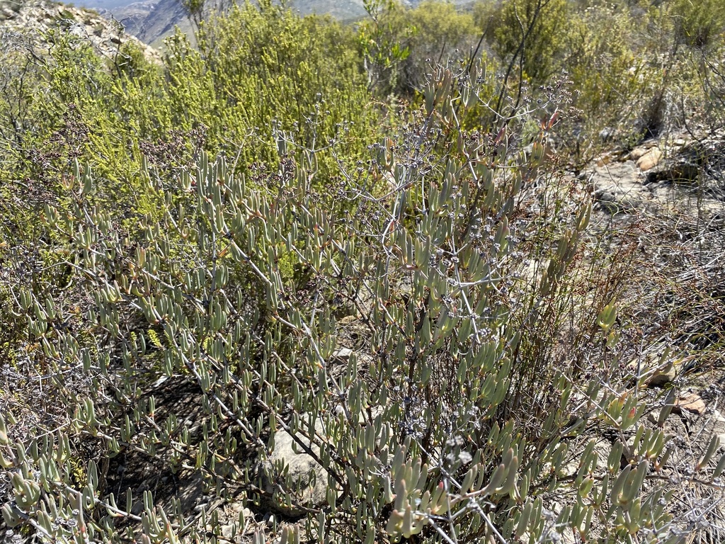 Sharp Tentfig from Bergsig, Montagu, 6720, South Africa on January 25 ...