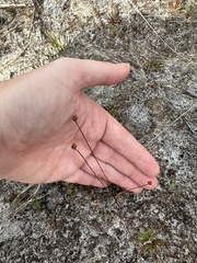 Xyris brevifolia
