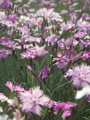 Dianthus caryophyllus