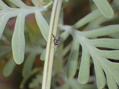 Sphaeniscus filiolus