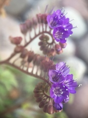 Phacelia scariosa