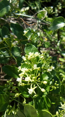 Cynanchum ellipticum