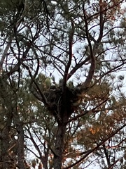 Haliaeetus leucocephalus
