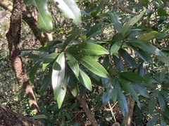Myrsine seguinii