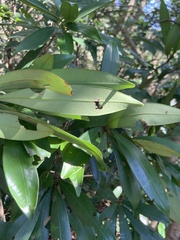 Myrsine seguinii