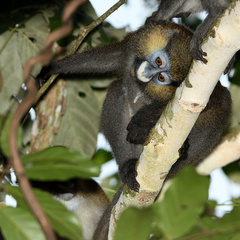 Cercopithecus cephus