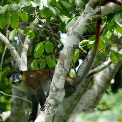 Cercopithecus cephus