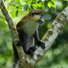 Cercopithecus cephus