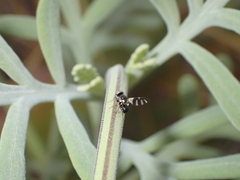 Sphaeniscus filiolus