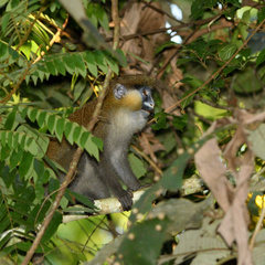 Cercopithecus cephus