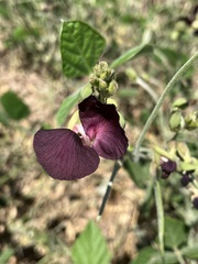 Macroptilium lathyroides