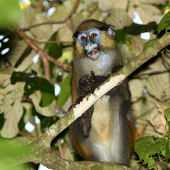 Cercopithecus cephus