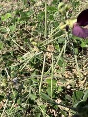 Macroptilium lathyroides