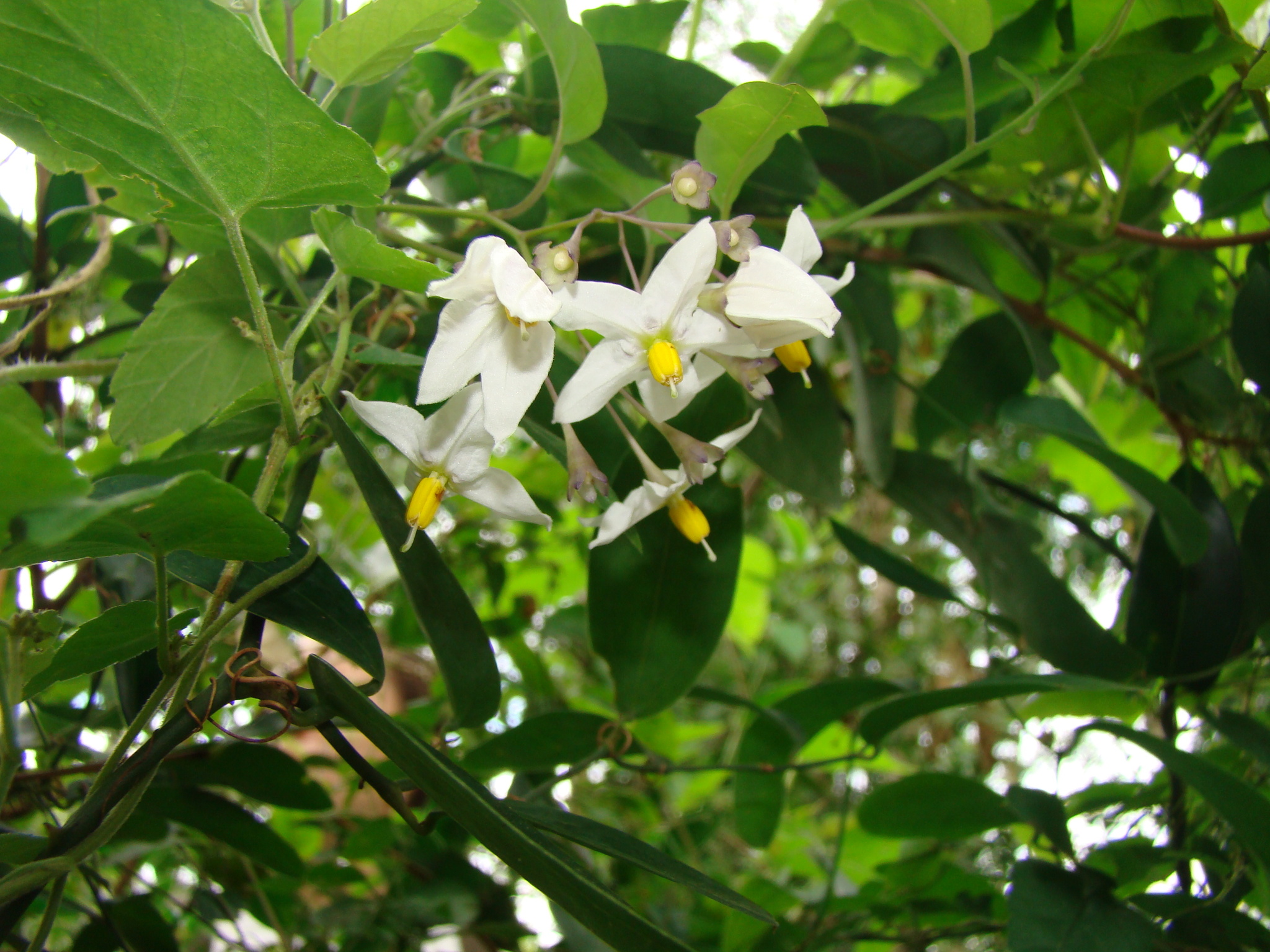 Solanum laxum
