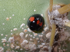 Chilocorus canariensis