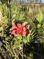 Exobasidium ferrugineae